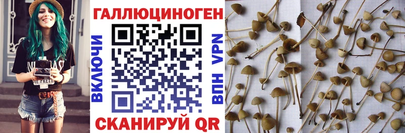 Псилоцибиновые грибы GOLDEN TEACHER магазин Буйнакск